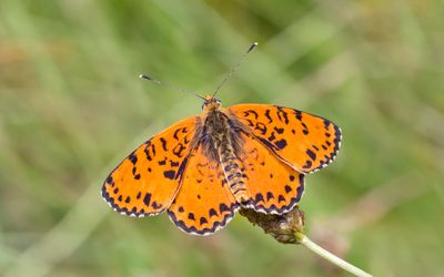 Spotted Fritillary