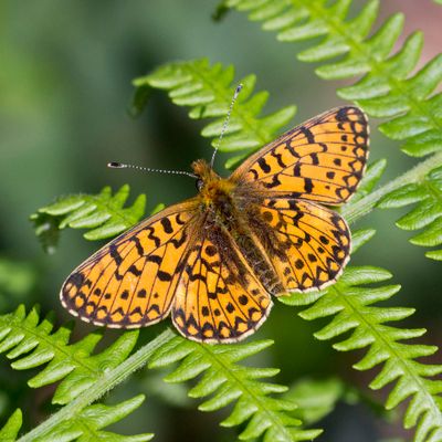 Small Pearl Bordered Fritillary