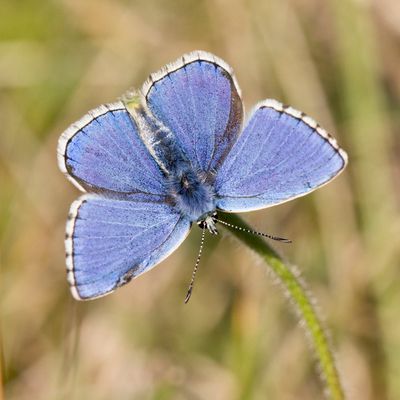 Adonis Blue - Lysandra bellargus