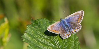 Common Blue - Polyommatus icarus