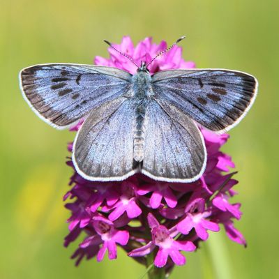 Butterflies of Europe by Family