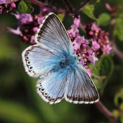 Chalkhill Blue - Lysandra coridon