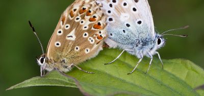 Chalkhill Blue - Lysandra coridon