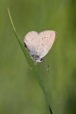 Small Blue -  Cupido minimus