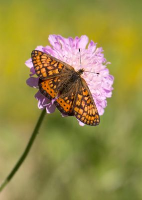 Marsh Fritillary - Euphydryas aurinia