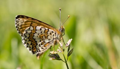 Glanville Fritillary