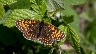 Heath Fritillary