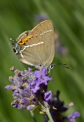 Blue Spot Hairstreak