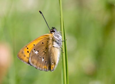 Scarce Copper - Lycaena virgaureae