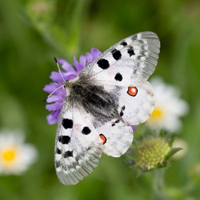 Apollo - Parnassius apollo