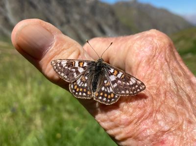 Cynthia's Fritillary - Euphydryas cynthia