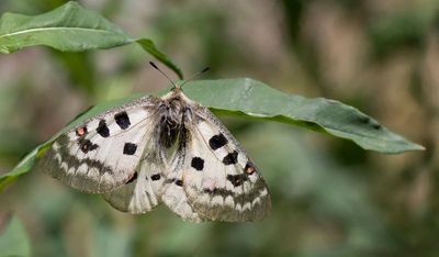 Small Apollo - Parnassius phoebus