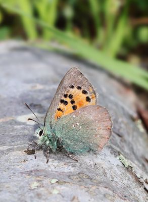 Provence Hairstreak - Tomares ballus