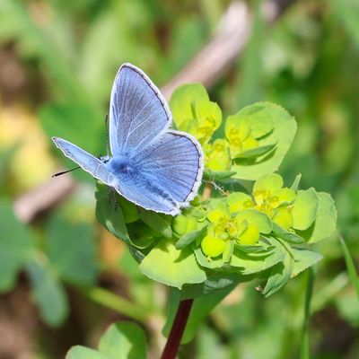 Common Blue