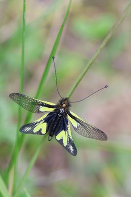 Macaronius Owlfly