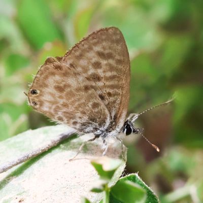 Lang's Short-tailed Blue