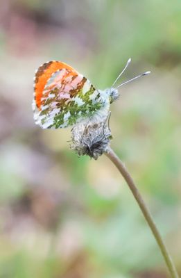 Orange Tip