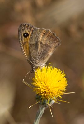 Meadow Brown