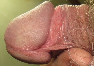 I want to show as much of my penis to you as possible