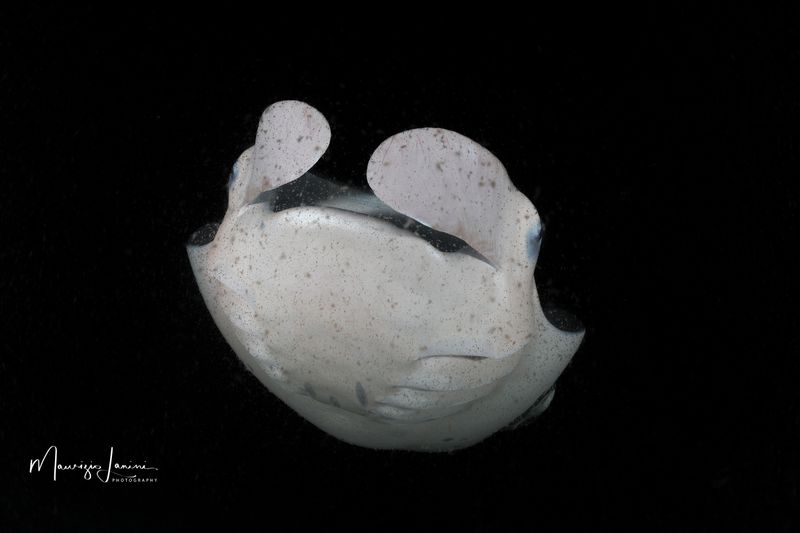 Manta dei reefs 