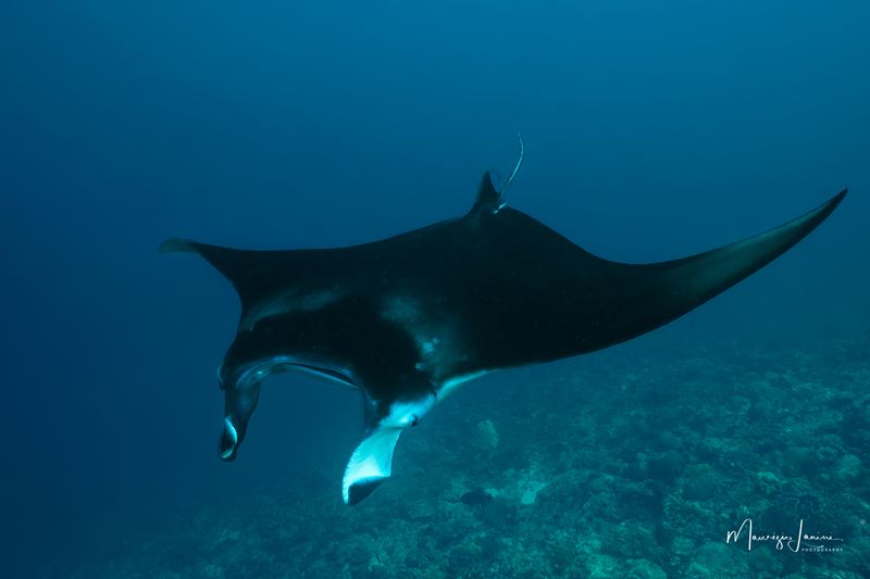 Manta dei reefs 
