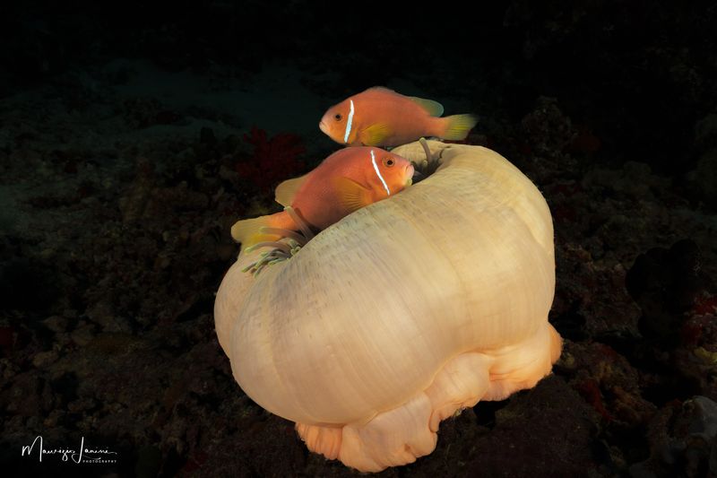 Pesci pagliaccio delle Maldive