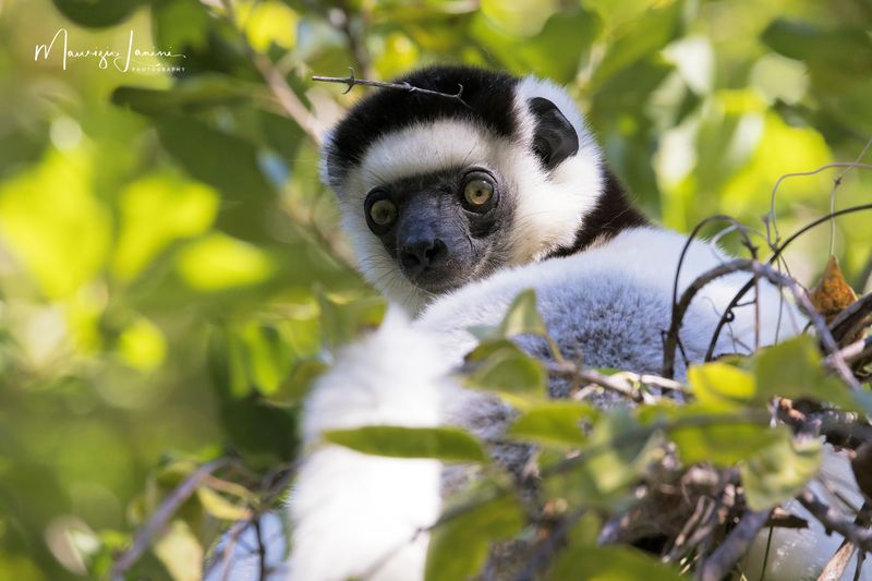 Sifaka di Verreaux,Verreauxs sifaka