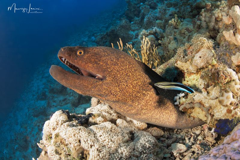 Murena gigante 