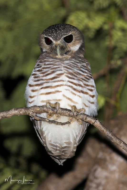 Civetta dalle sopracciglia bianche, White-browed owl