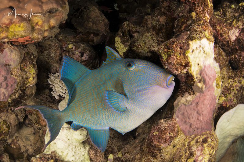 Pesce balestra 