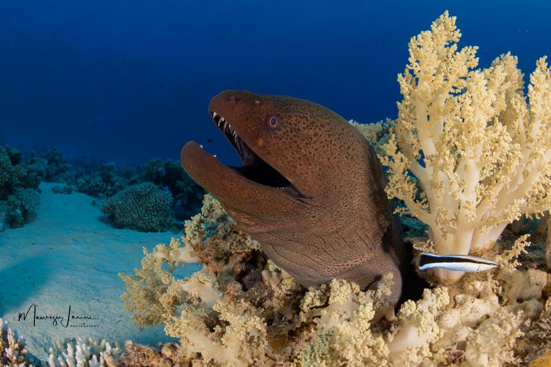 Murena gigante 