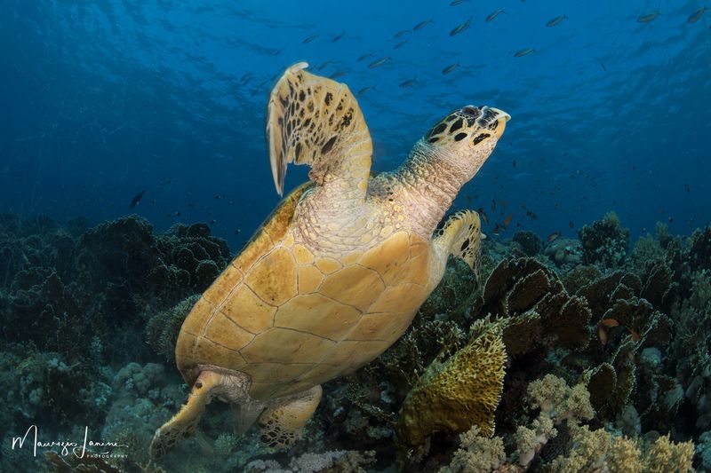 Tartaruga embricata 