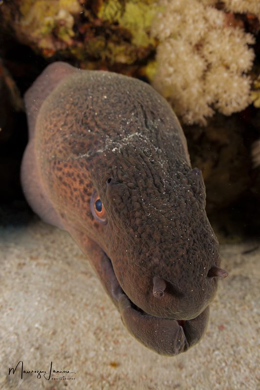 Murena gigante