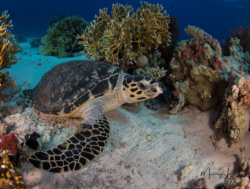 Tartaruga embricata 