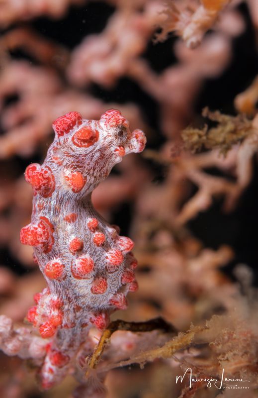 Cavalluccio marino pigmeo, Pigmy sea horse