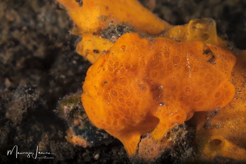 Frog fish 