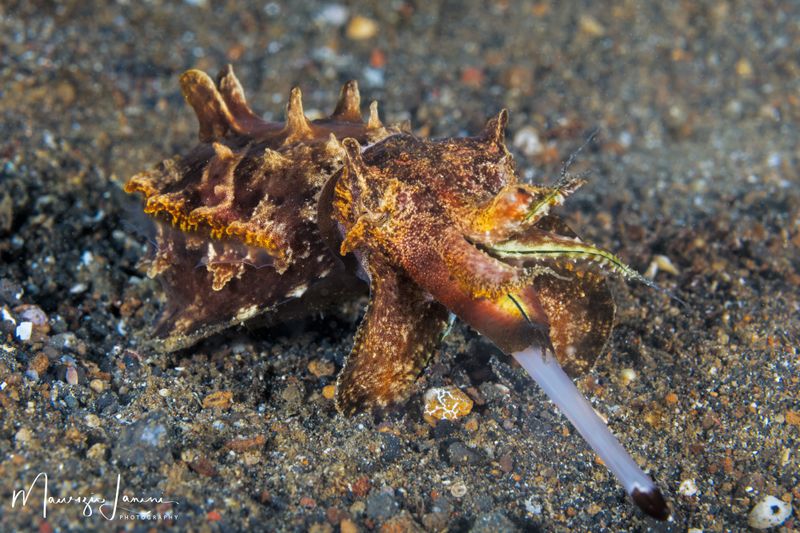 Seppia fiammeggiante di Pfeffer, Flamboiant cuttlefish