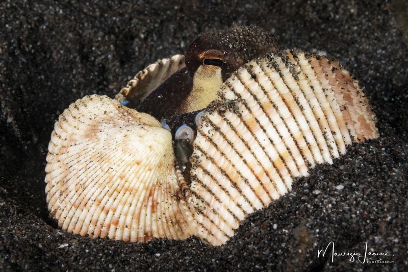 Coconut Octopus 