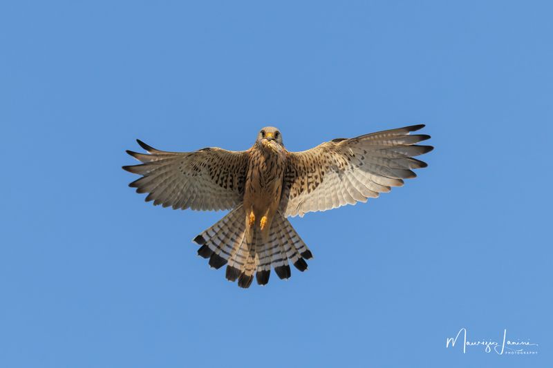 Falco grillaio 
