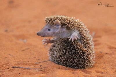 Riccio tenrec minore