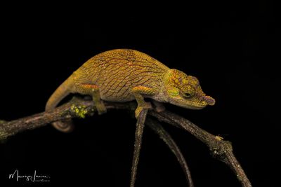 Camaleonte Calumma nasutum