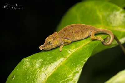 Camaleonte Calumma nasutum