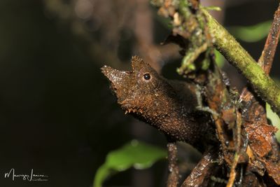 Brookesia superciliaris