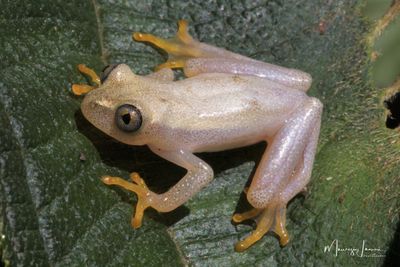 Heterixalus betsileo