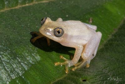 Heterixalus betsileo
