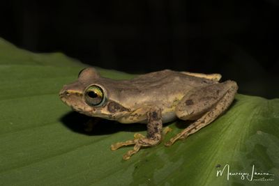 Bophis cf. microtympanum
