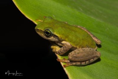 Bophis cf. microtympanum