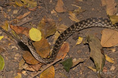 Compsophis infralineatus