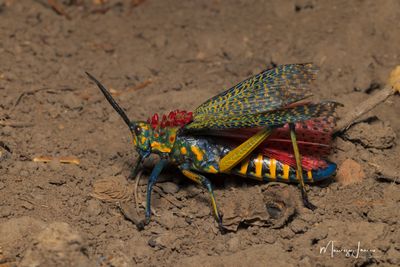 Cavalletta arcobaleno