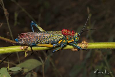 Cavalletta arcobaleno